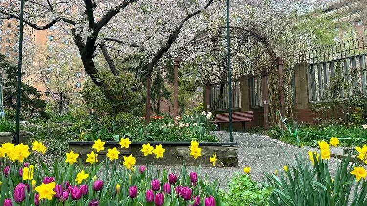 Stroll through thousands of beautiful tulips at this secret garden in Manhattan