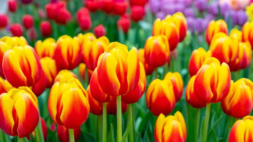 Snag a gorgeous free bouquet of tulips in Union Square next month